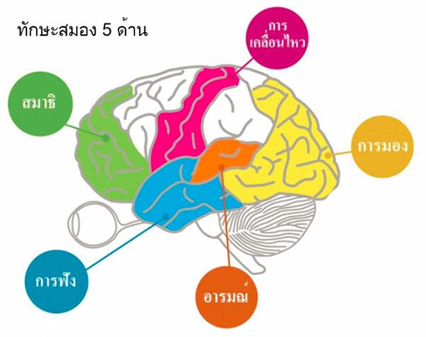ทักษะสมอง 5 ด้าน | Brainfit Thailand